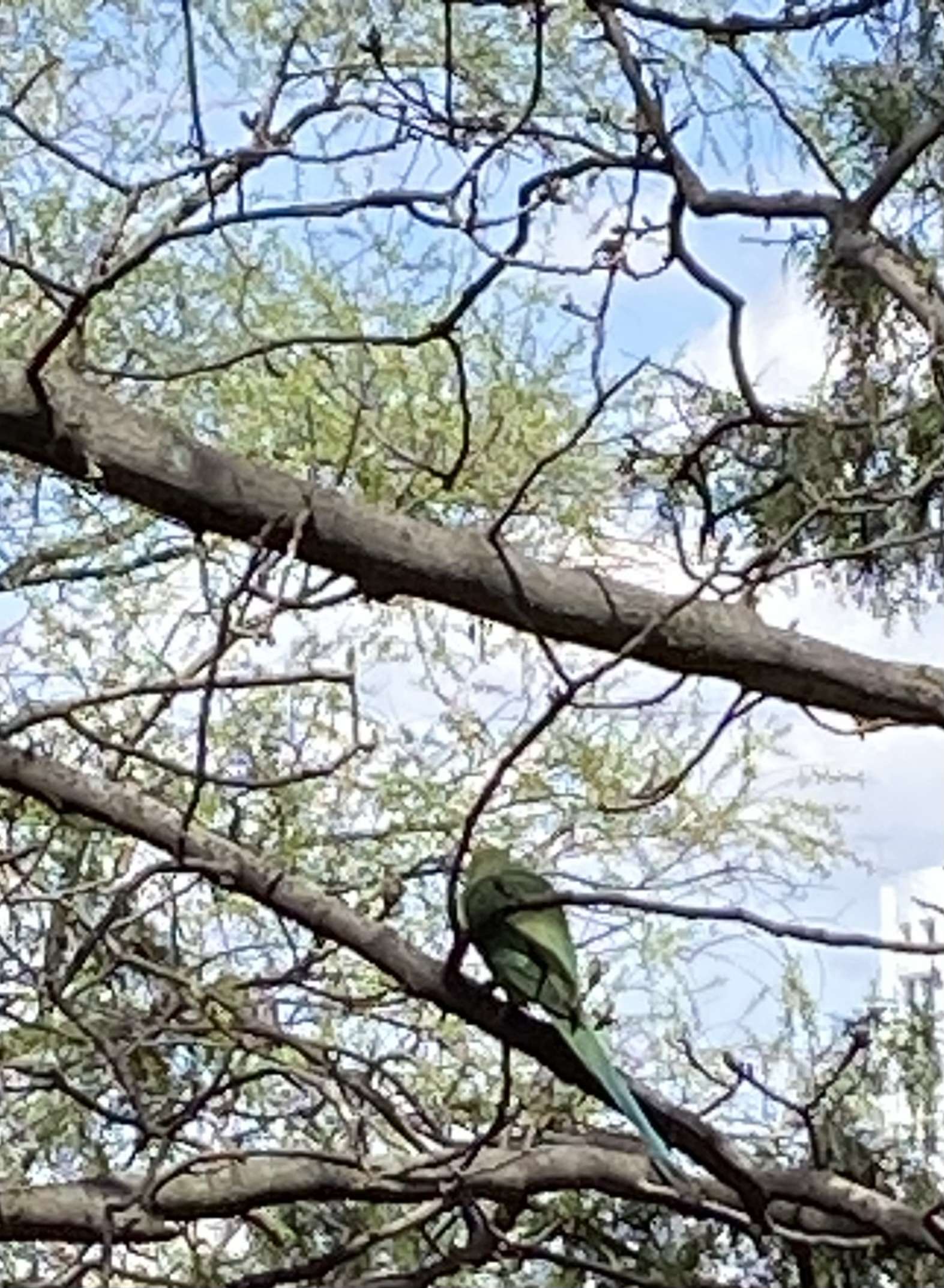 Seğmenler parkında ağaçta papağan!