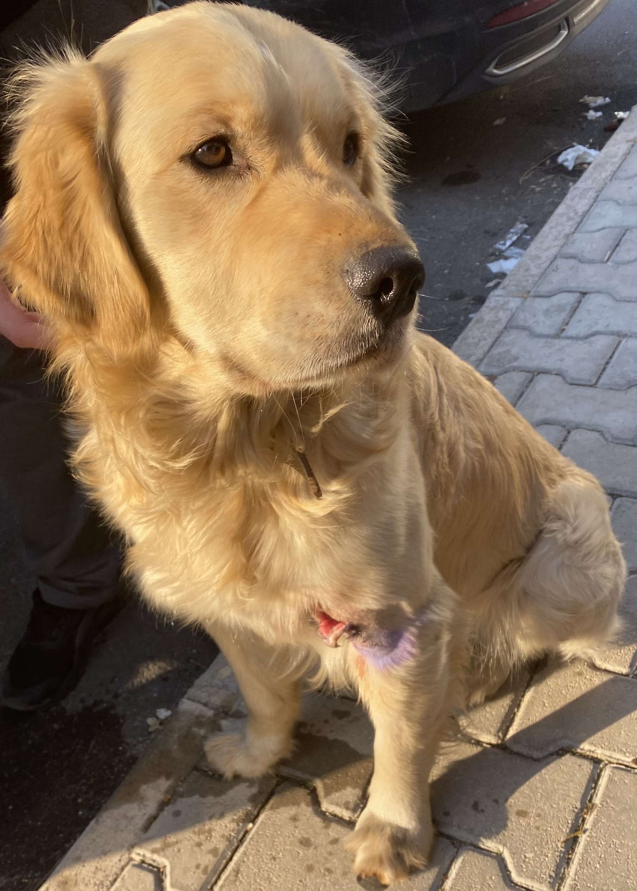 Kayıp Golden Köpek Buldum