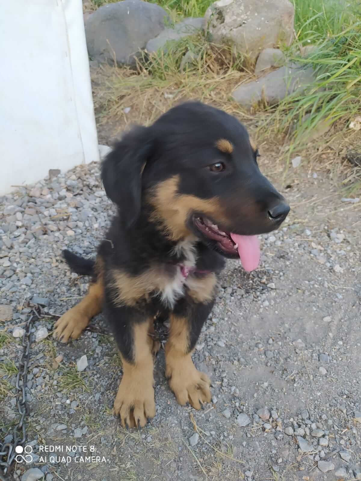 Kayıp Rottweiler - Kayseri / Talas