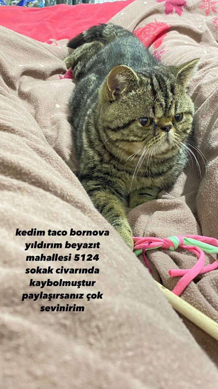 ÇAMDİBİ KAYIP KEDİ