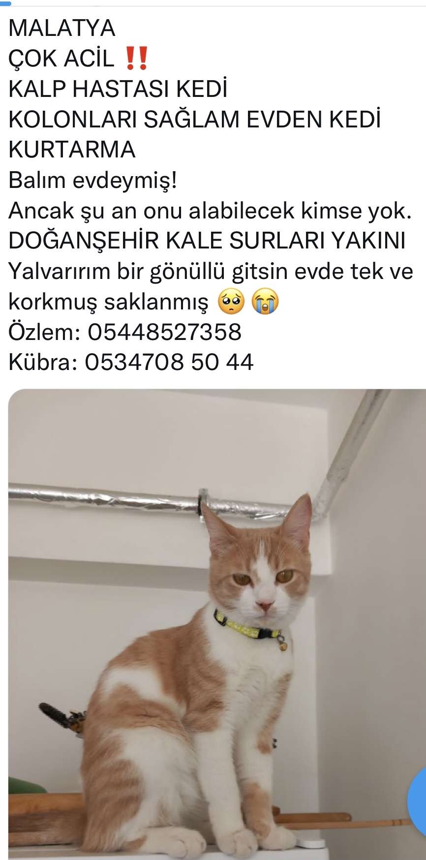 KALP HASTASI KEDİ SAĞLAM BİNADA MAHSUR KALDI