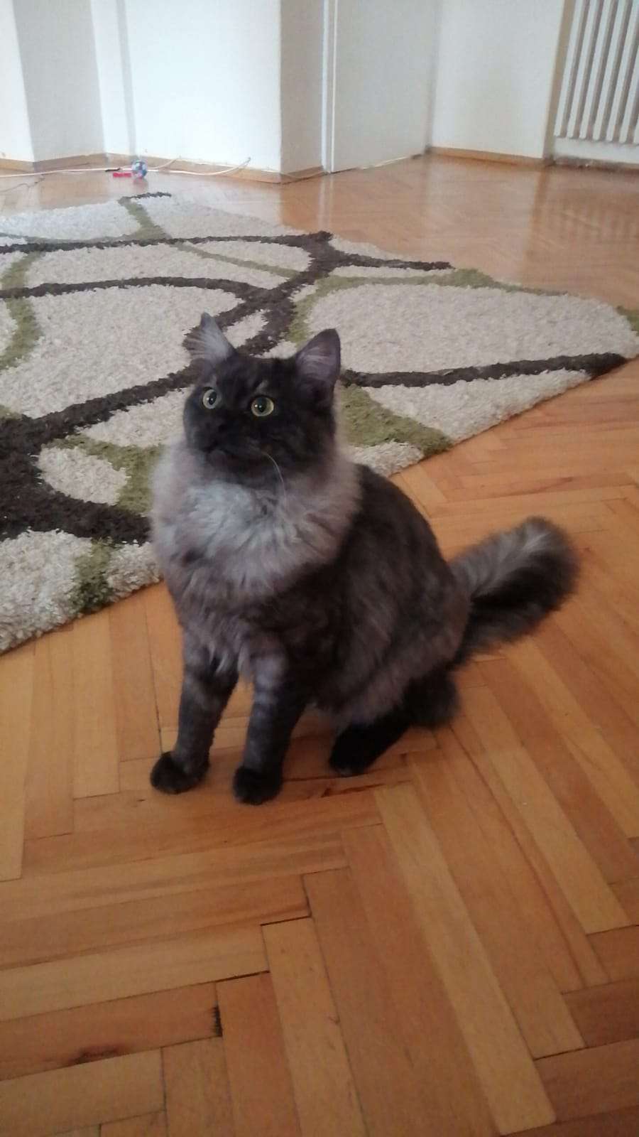 ERYAMAN GÜZELKENT KAYIP KEDİ İLANI İlanı 5268 Gören Duyan