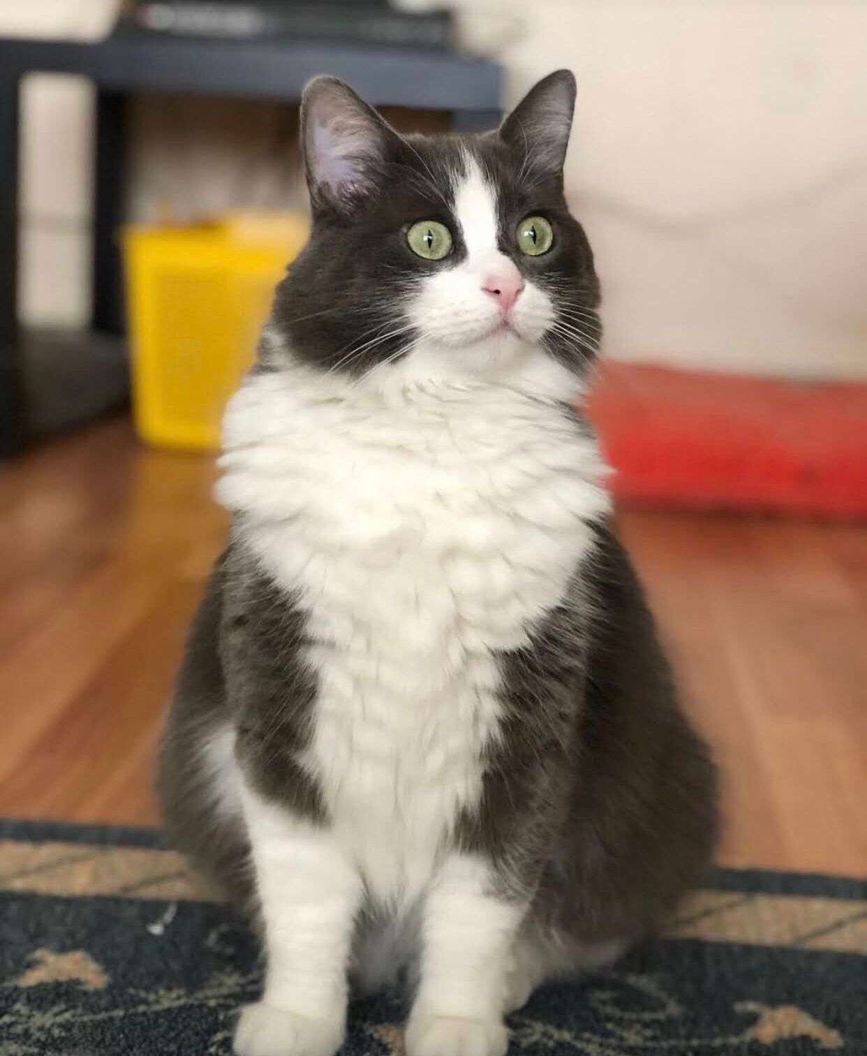 Kayıp Kedi (Chanel) İlanı 6040 Gören Duyan