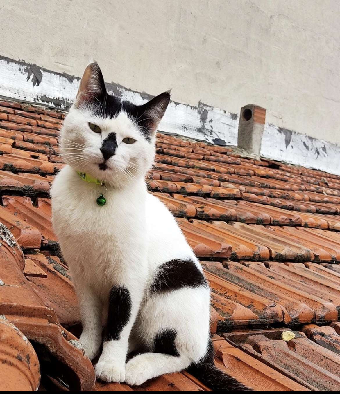Kedim Çarli kayıp! :(