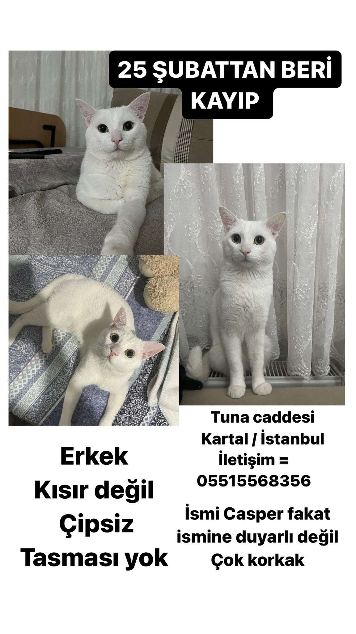 Beyaz yeşil gözlü kedi kartal Esentepe de kayboldu