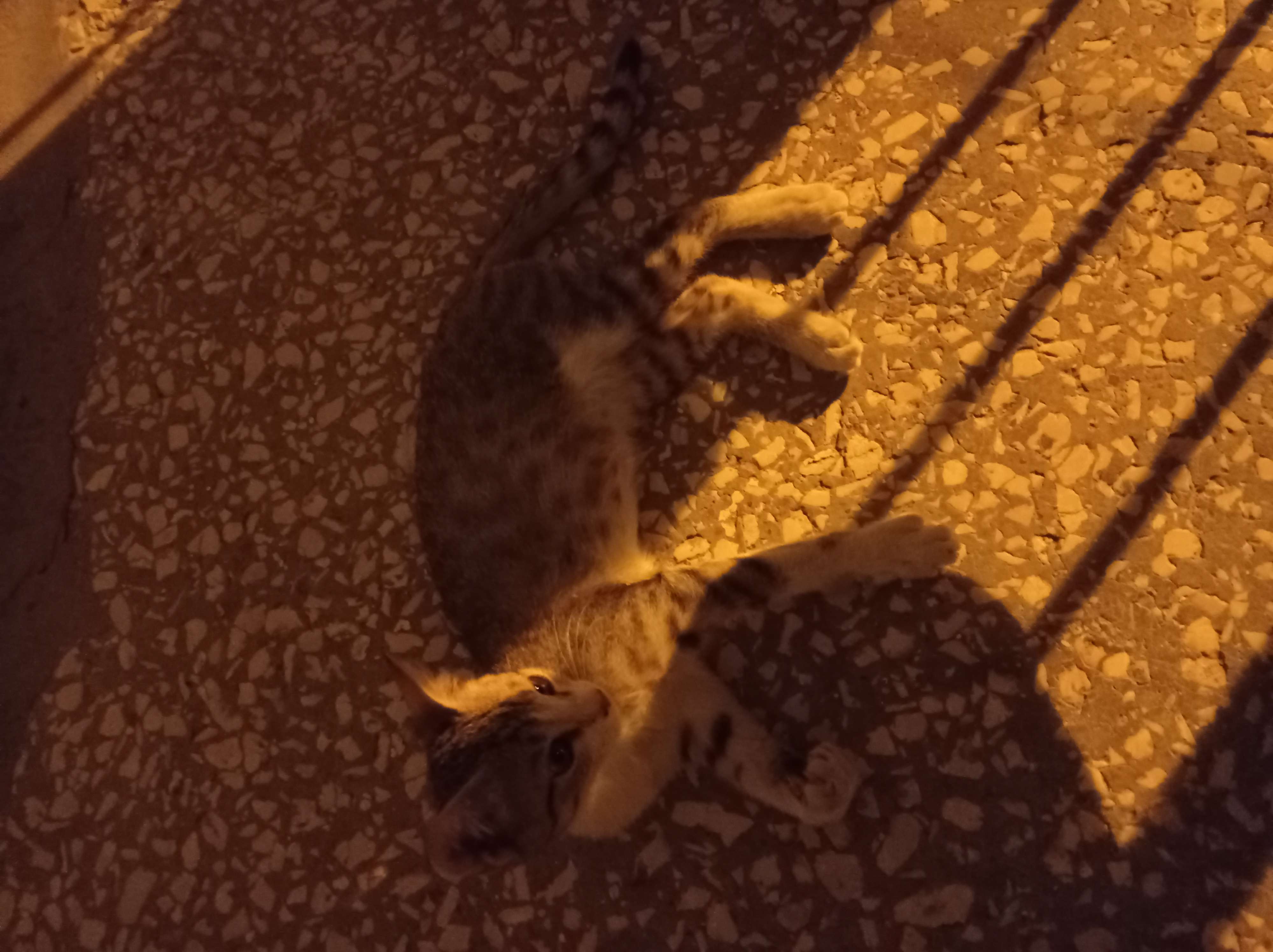 Kayıp kedi 