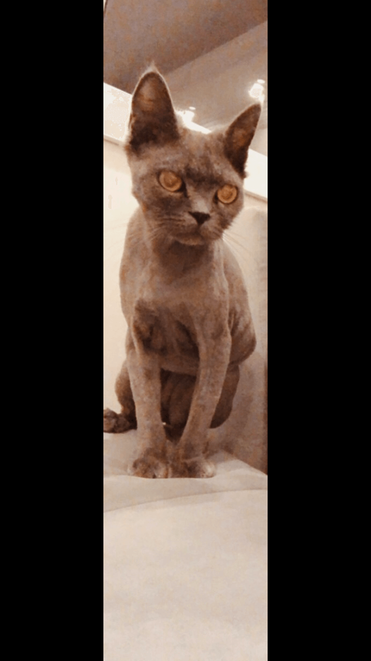 Kedim Bahar İzmir Bostanlıda Kaçtı- Kayboldu