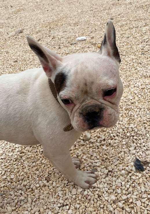 2,5 yaşında beyaz french bulldog köpeğim kayboldu