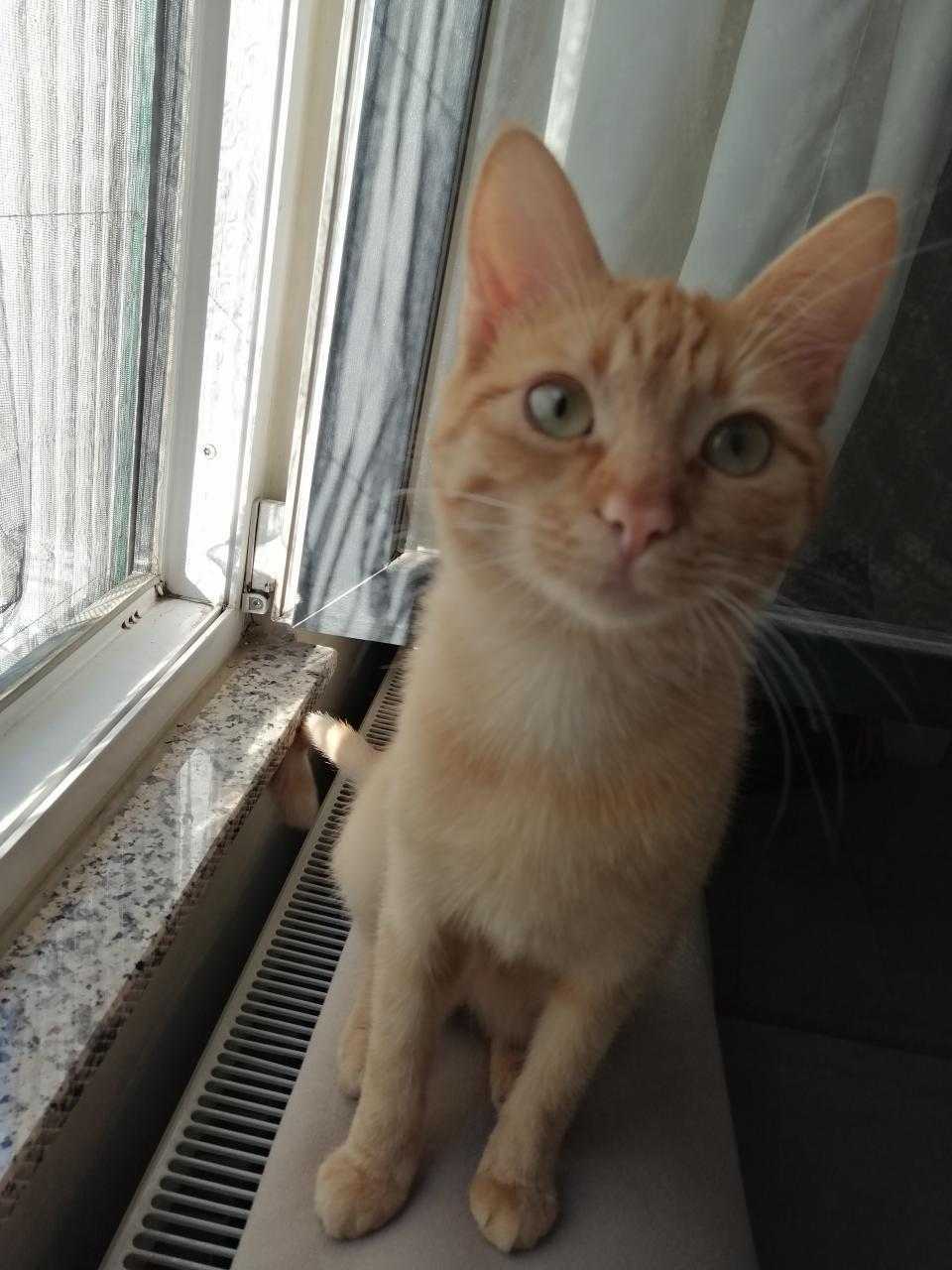 Adapazarıu0027nda Kayıp Kedi! İlanı 6884 - Gören Duyan