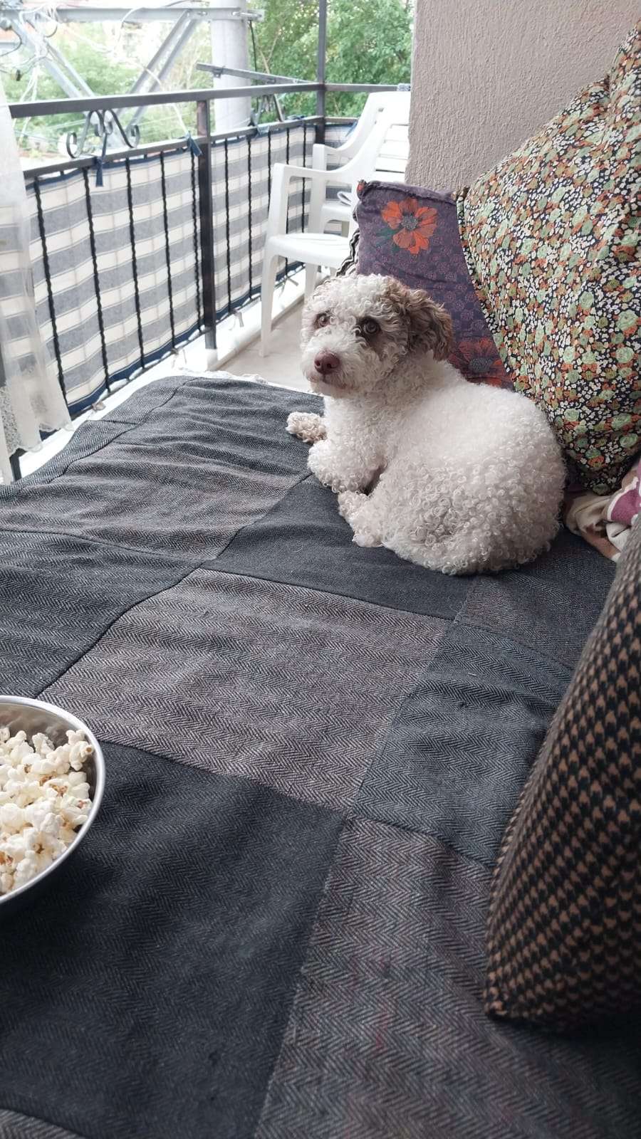 Köpeğimiz kayıp bulan olursa üstün siyah beyaz kıyafeti vardı
