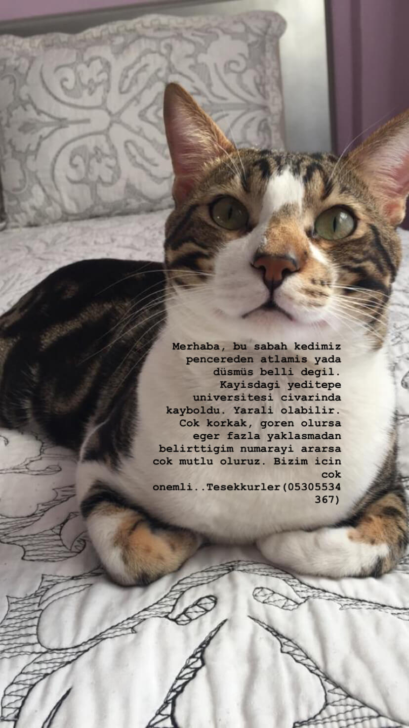 Ataşehir Kayışdağı’nda Kayip kedi