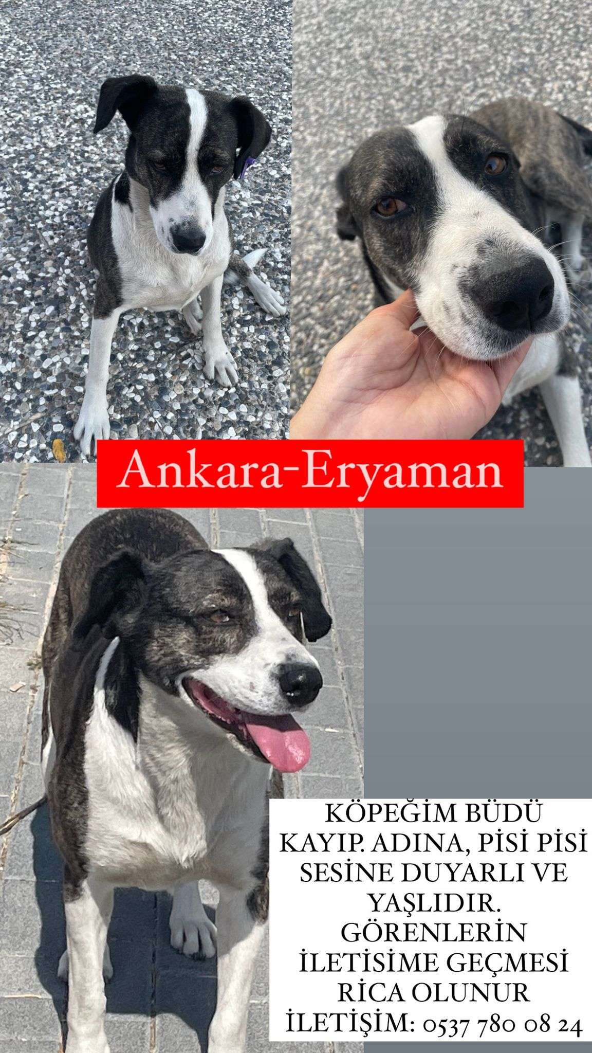 ANKARA-ERYAMAN KAYIP KÖPEK