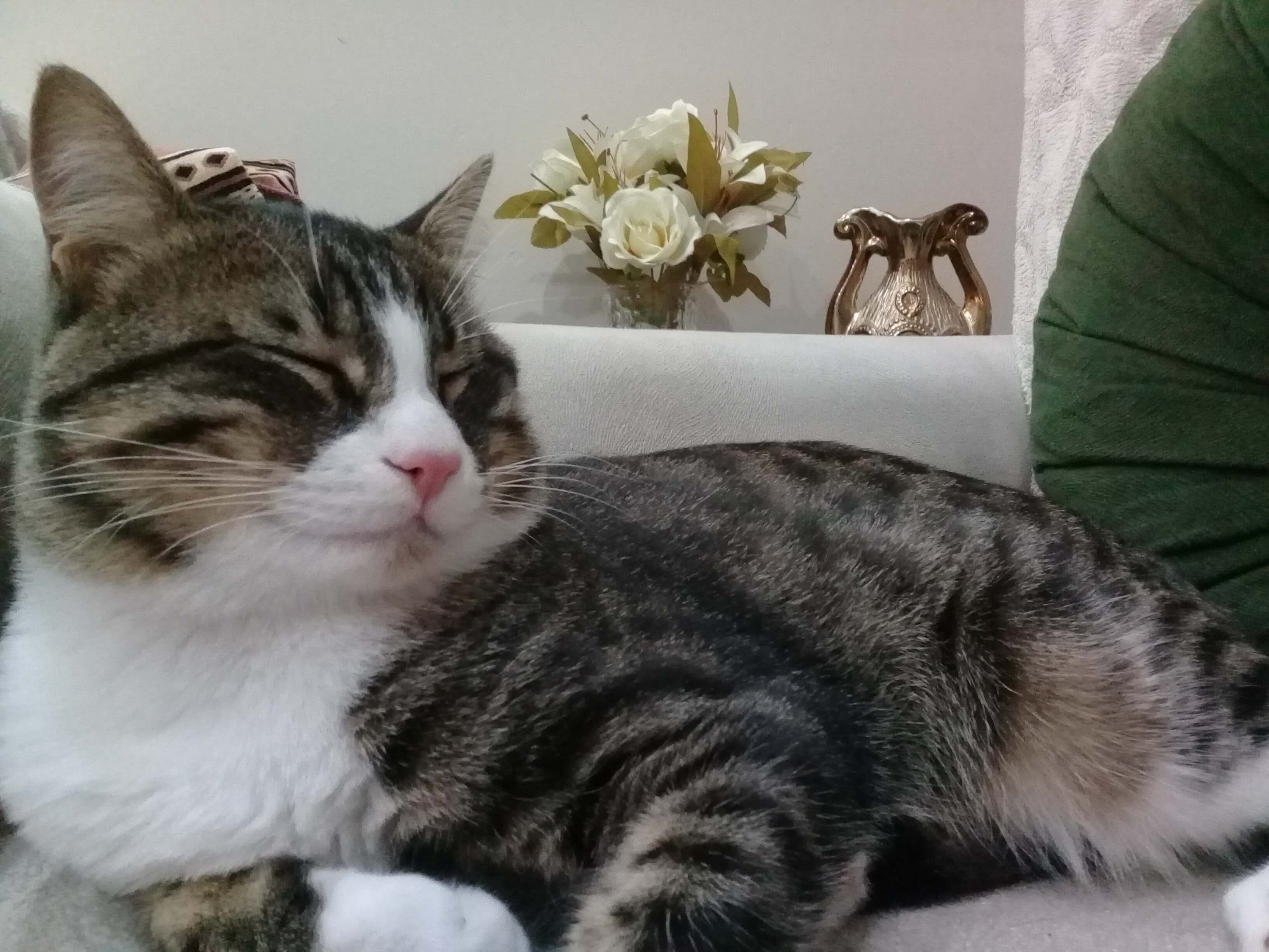 Kayıp Kedi Gören Duyan