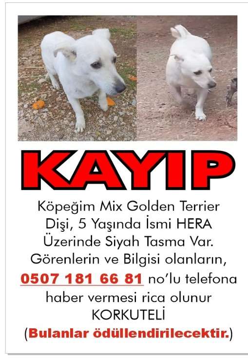 Antalya korkuteli köpeğim kayboldu 