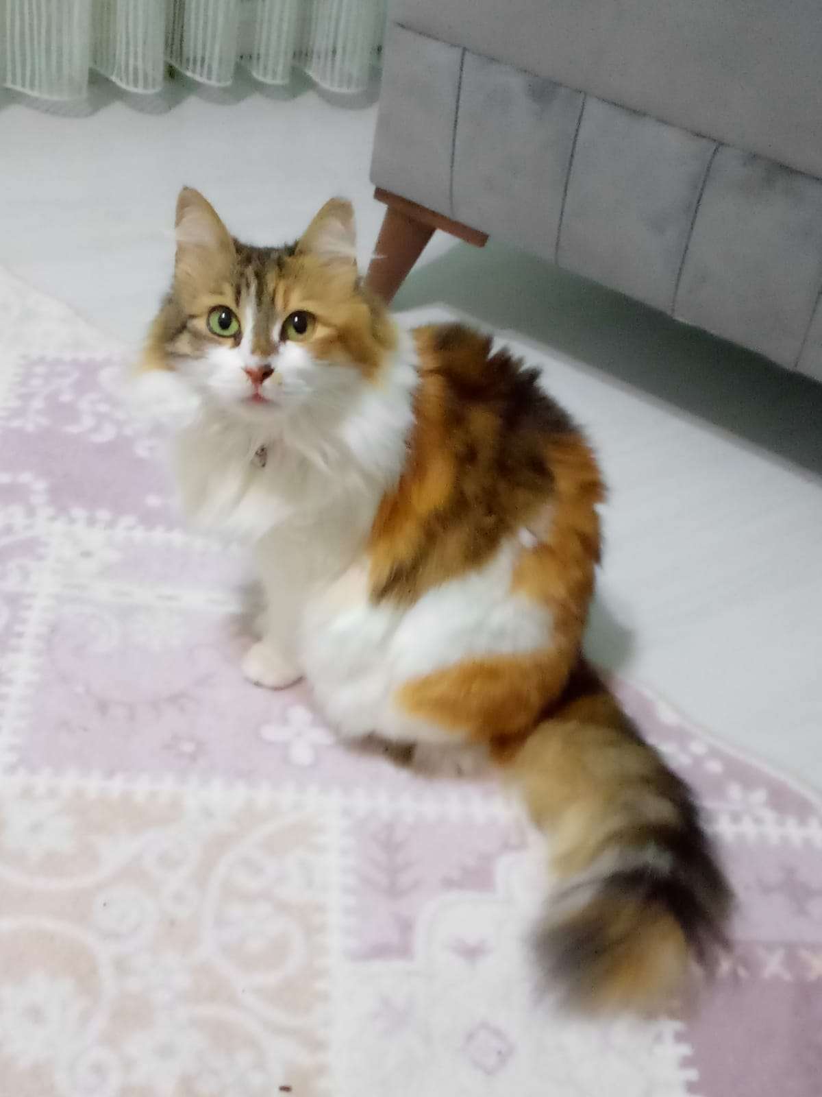 Kedi Kayıp 