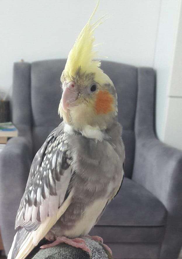Kayıp Sultan papağanı