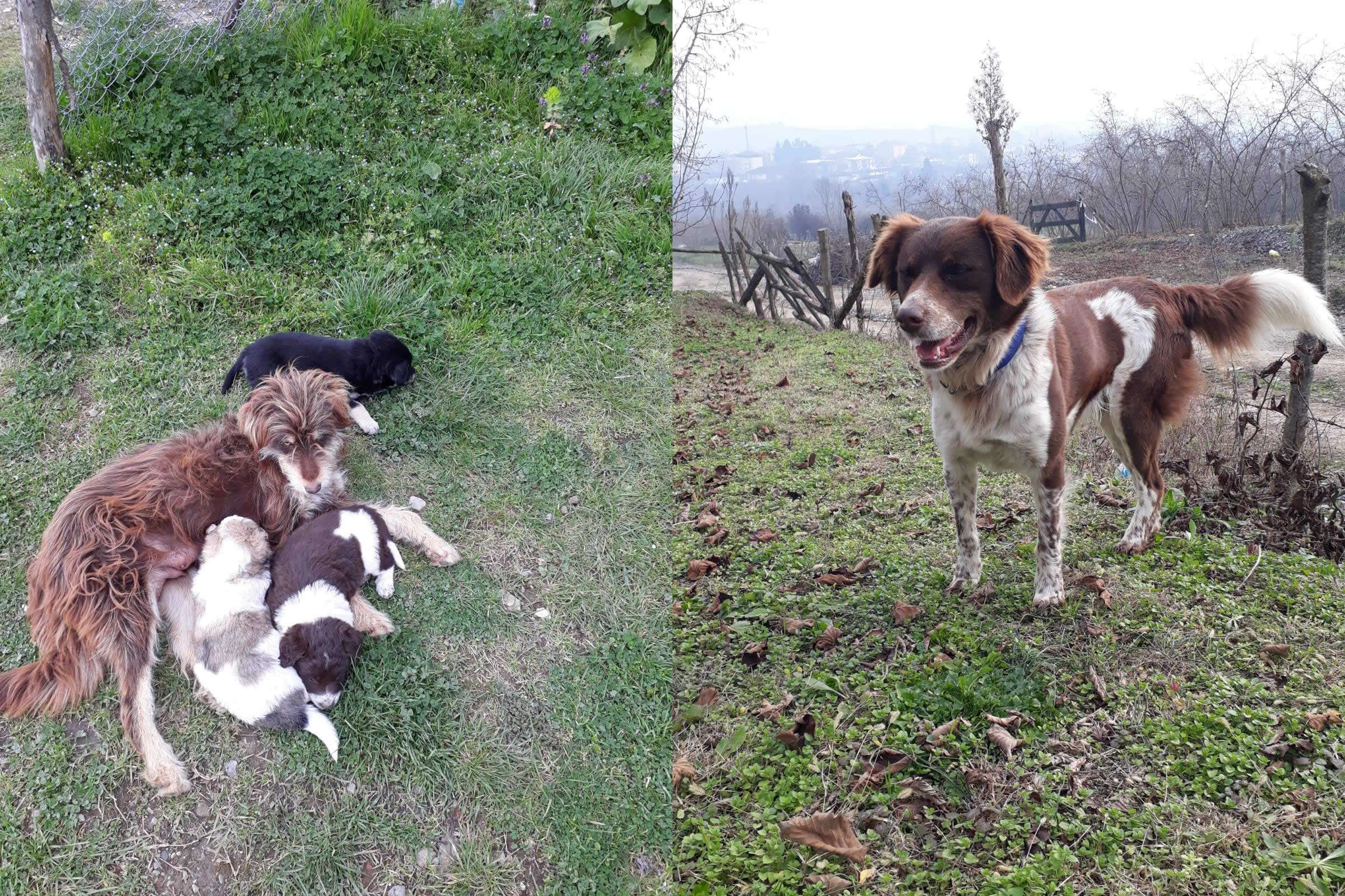 Köpeklerim Kayıp