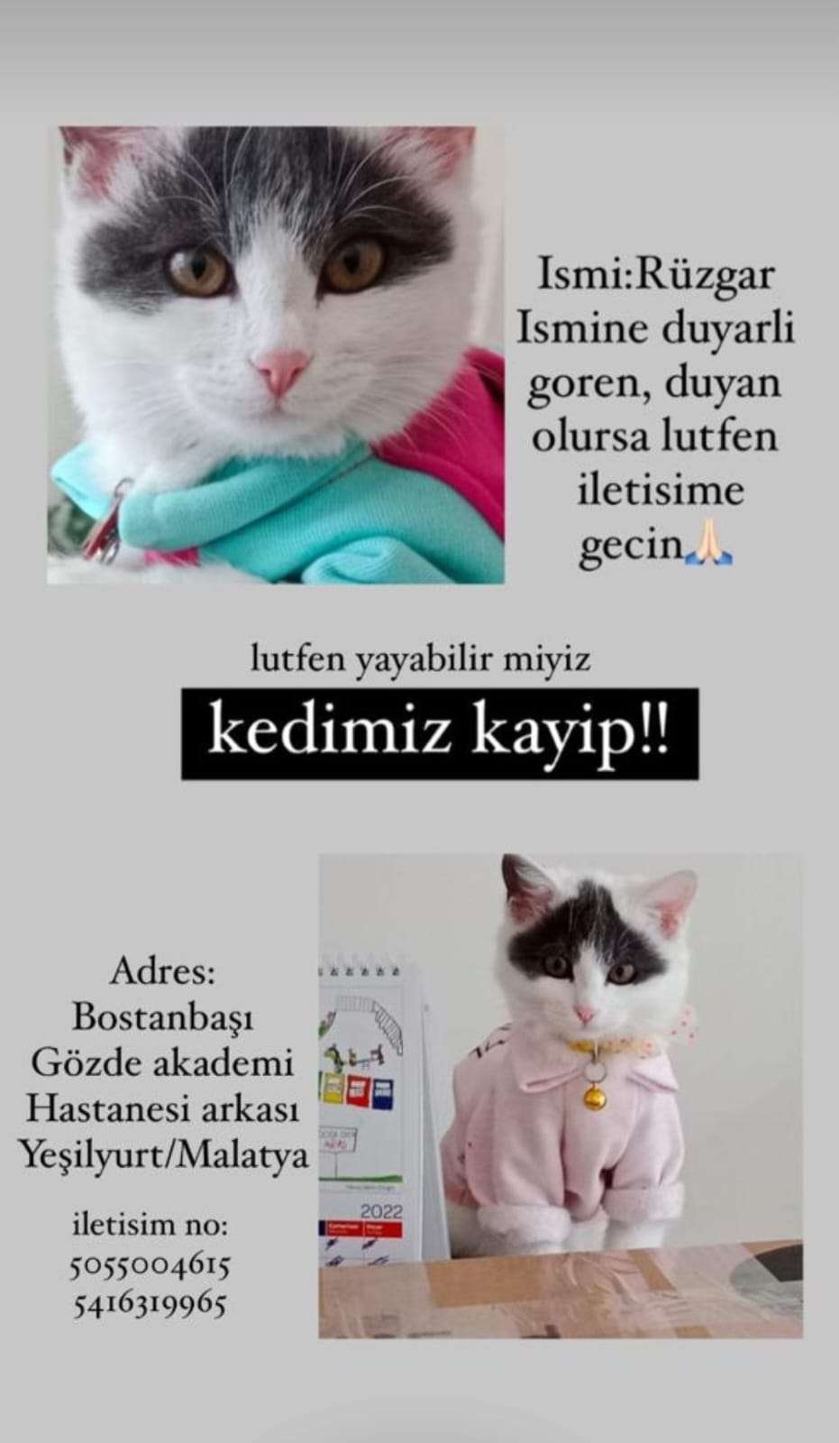 Kayıp Kedi Malatya Yeşilyurt 