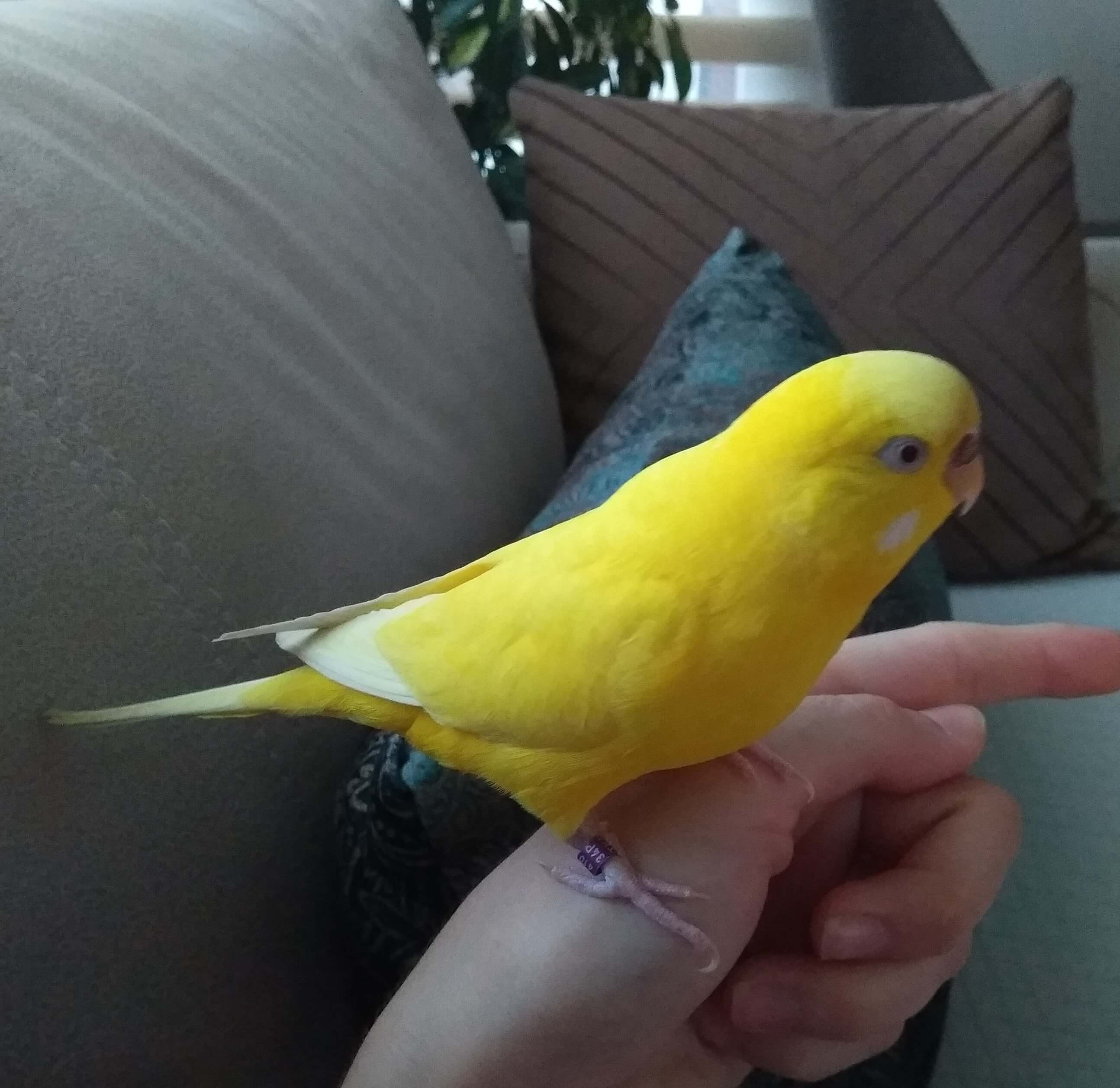 Sarı Muhabbet Kuşu-Kayıp İlanı 2123 - Gören Duyan