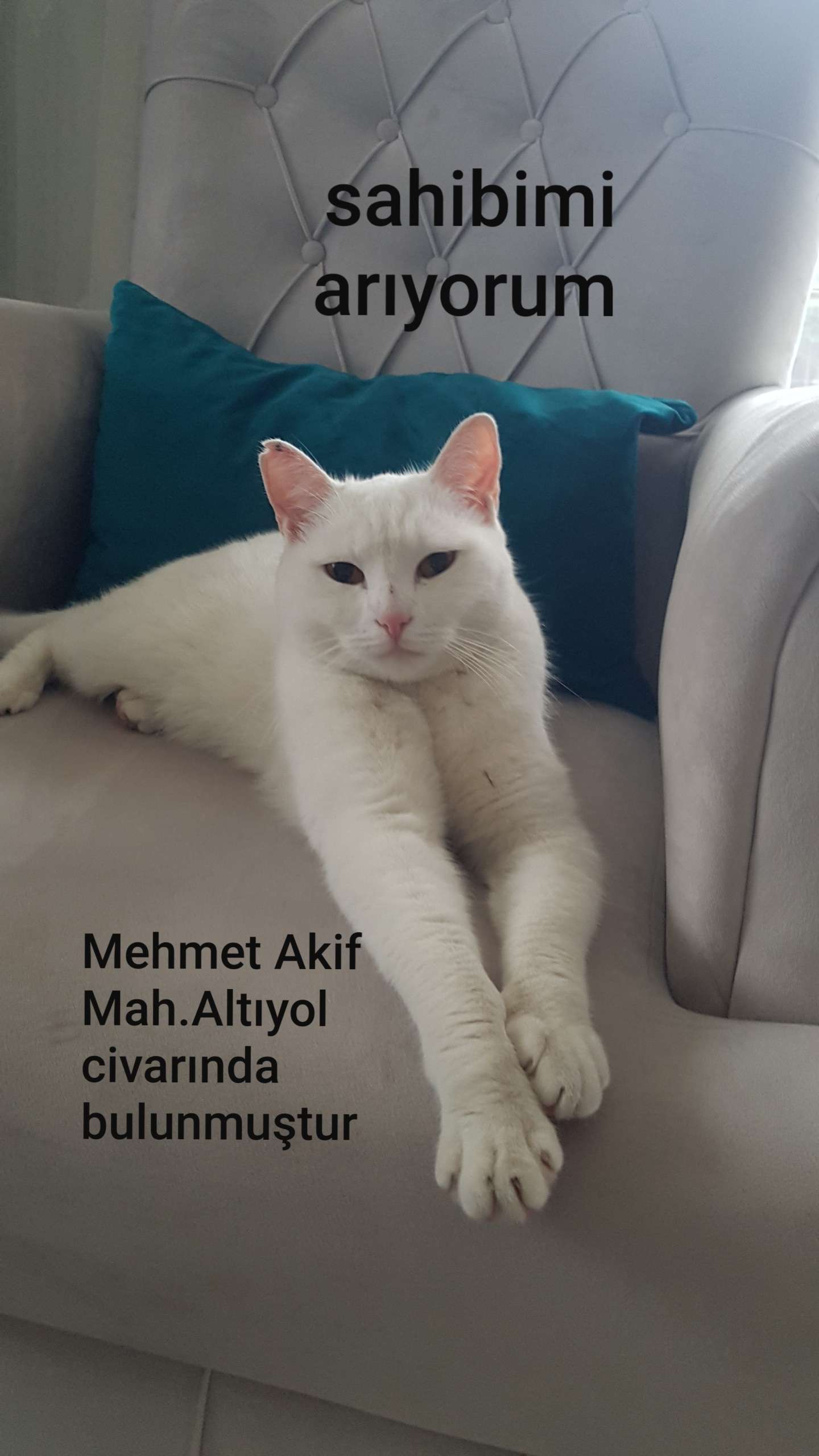 Sultanbeylide Kedi bulundu 