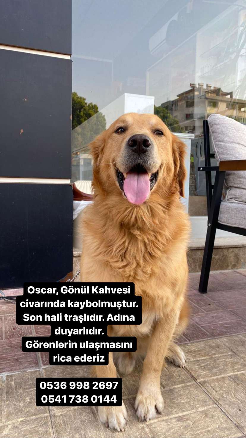 Kayıp köpek