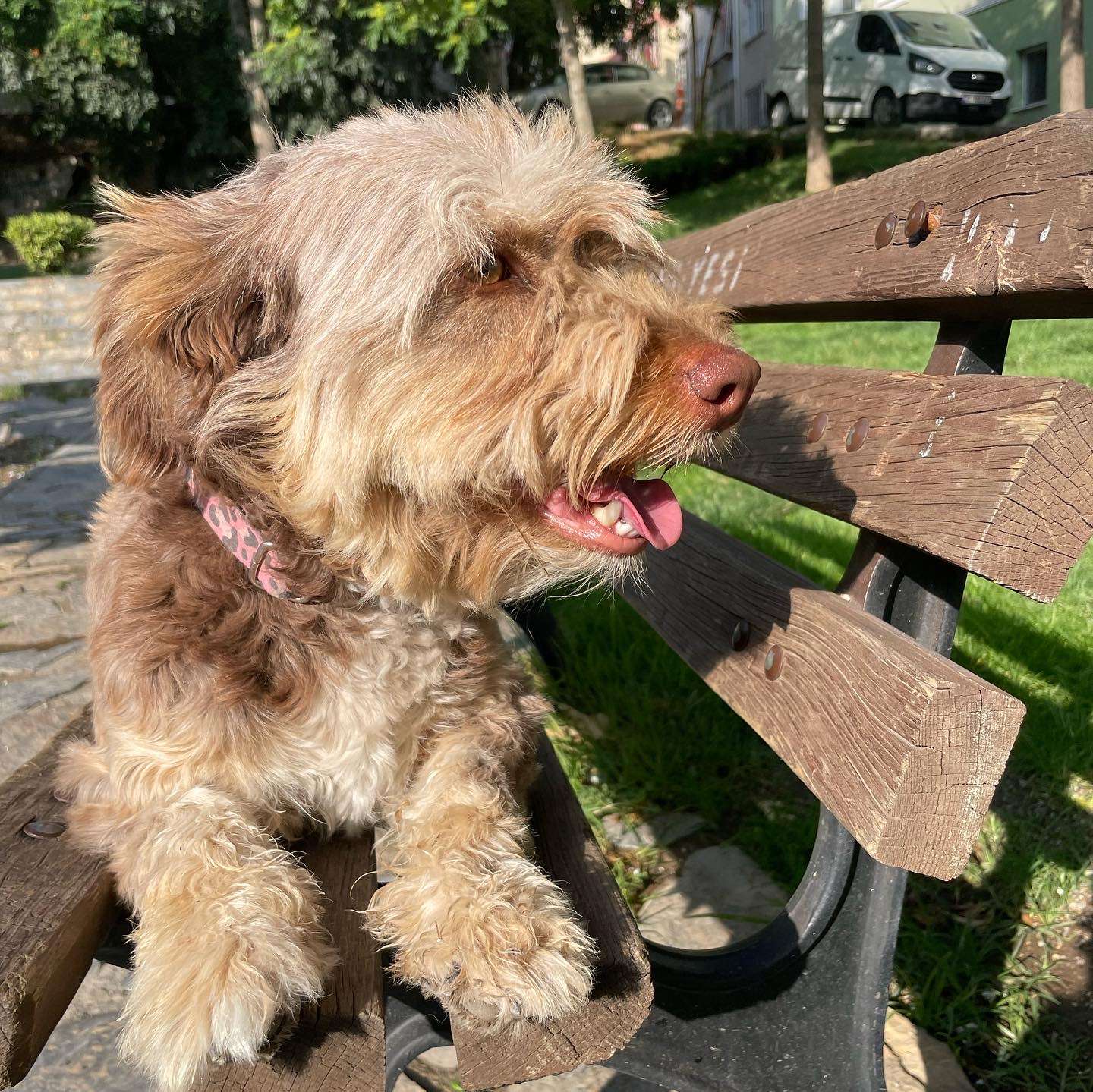 Denizli’de kayıp köpek