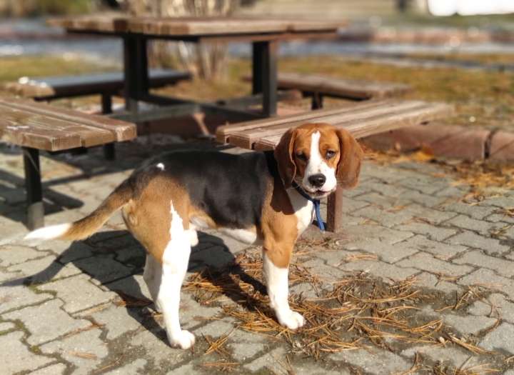 Çayyolu Kayıp Beagle