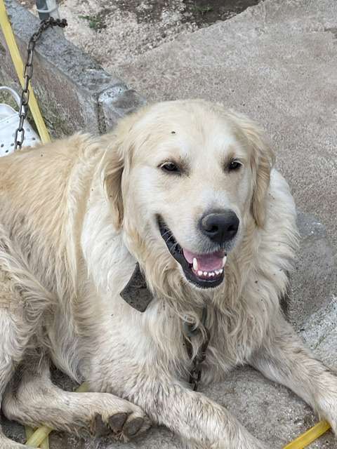 Kayıp Golden Retriever Erkek