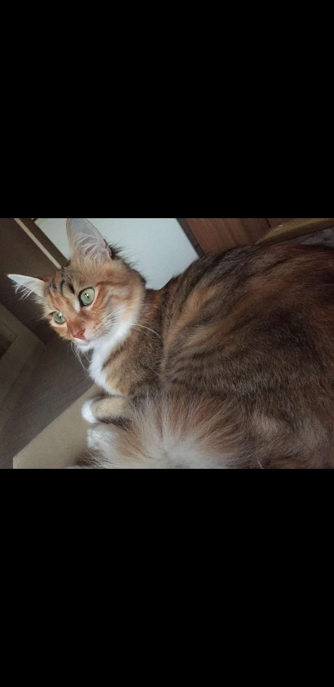 Bella (Kedi)