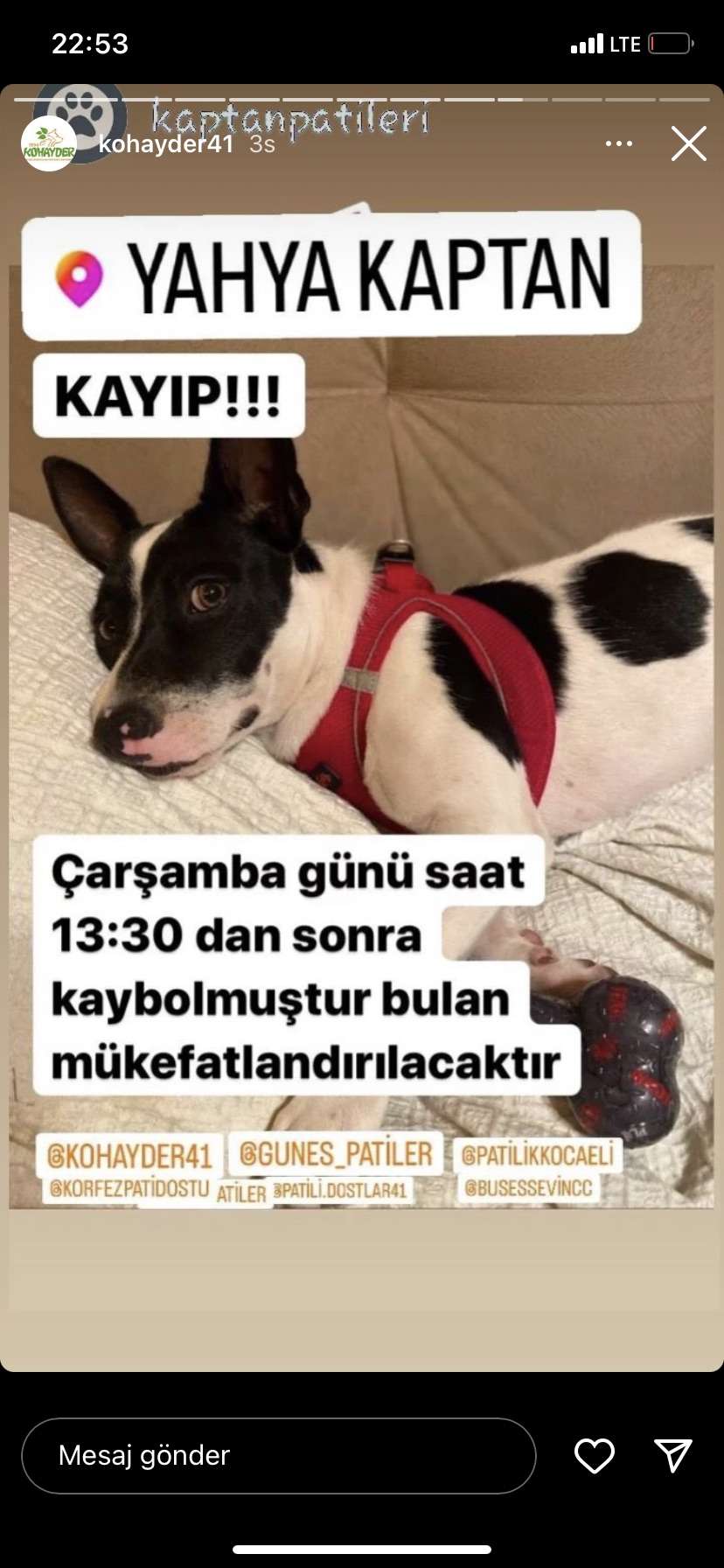 Köpeğimiz bobo kayıp izmit