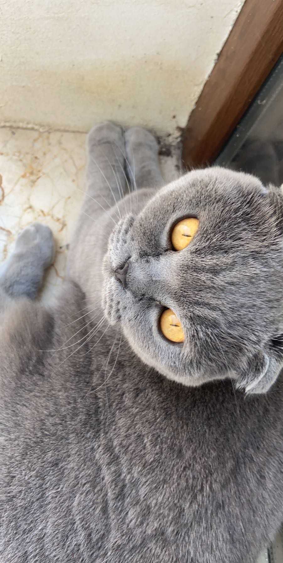 Scotish Fold Kayıp Kedi İlanı 3620 Gören Duyan