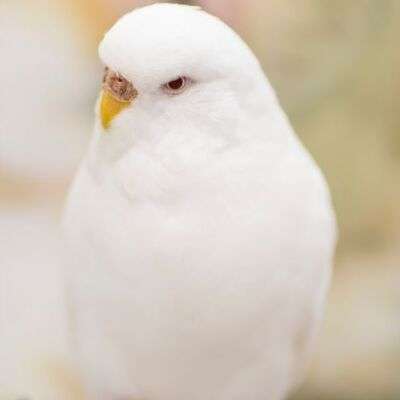  Beyaz Muhabbet Kuşu 