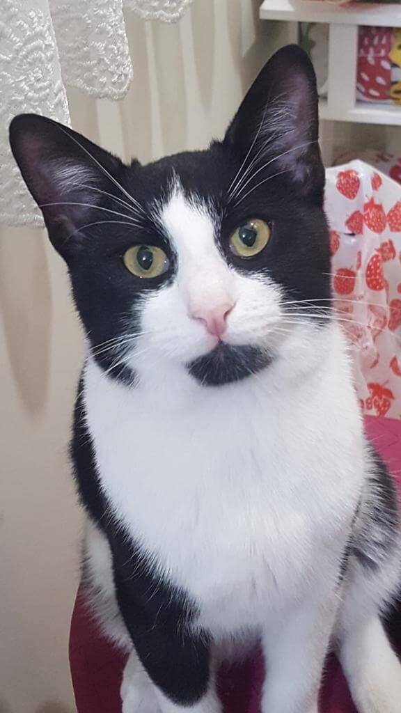 Kayıp Kedi İlanı 3398 Gören Duyan