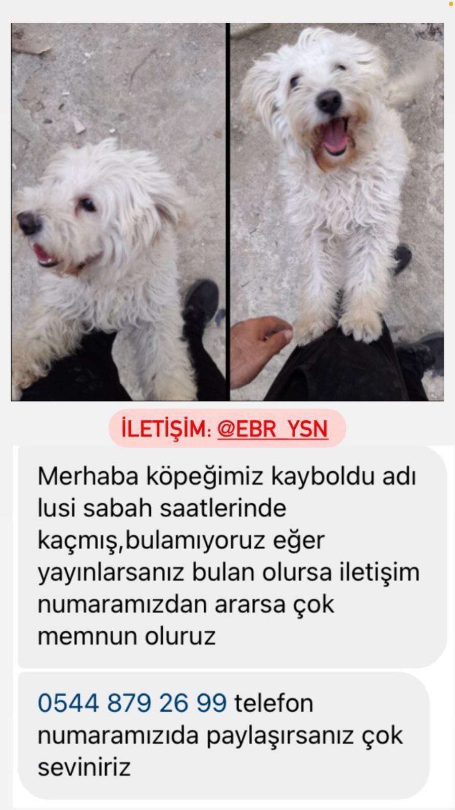 Lusi köpeğimiz kayıp çok üzgünüz 