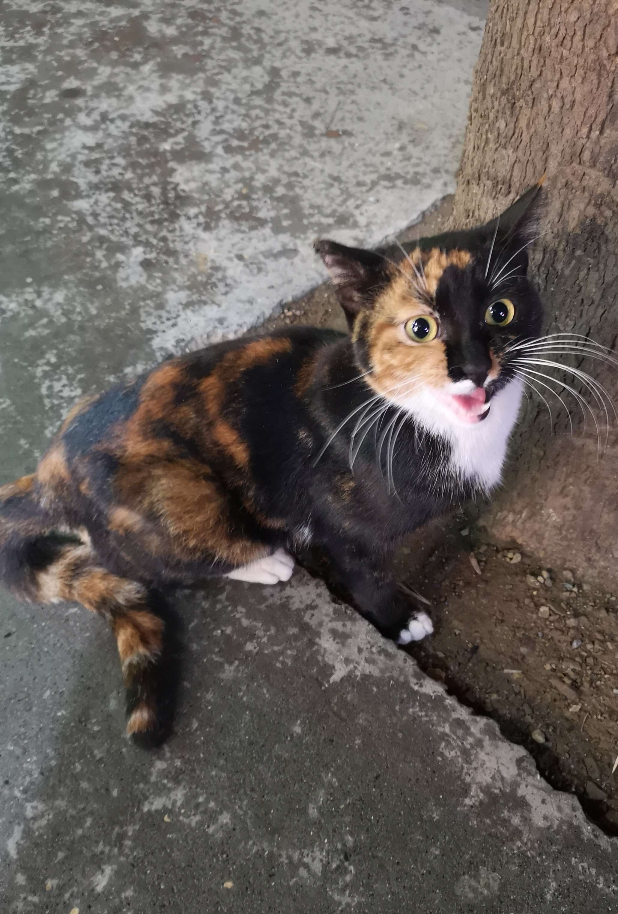 Alibeyköy Silahtar'da bulunan kedi 