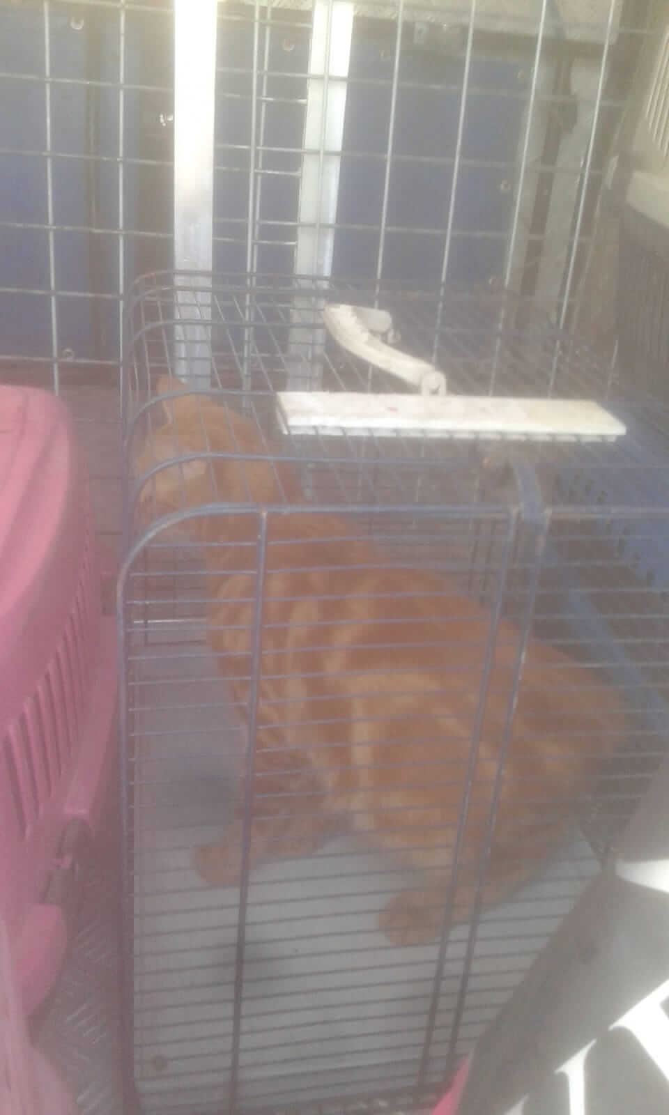 Turuncu sütlü kahve kedi barınağa teslim ettim