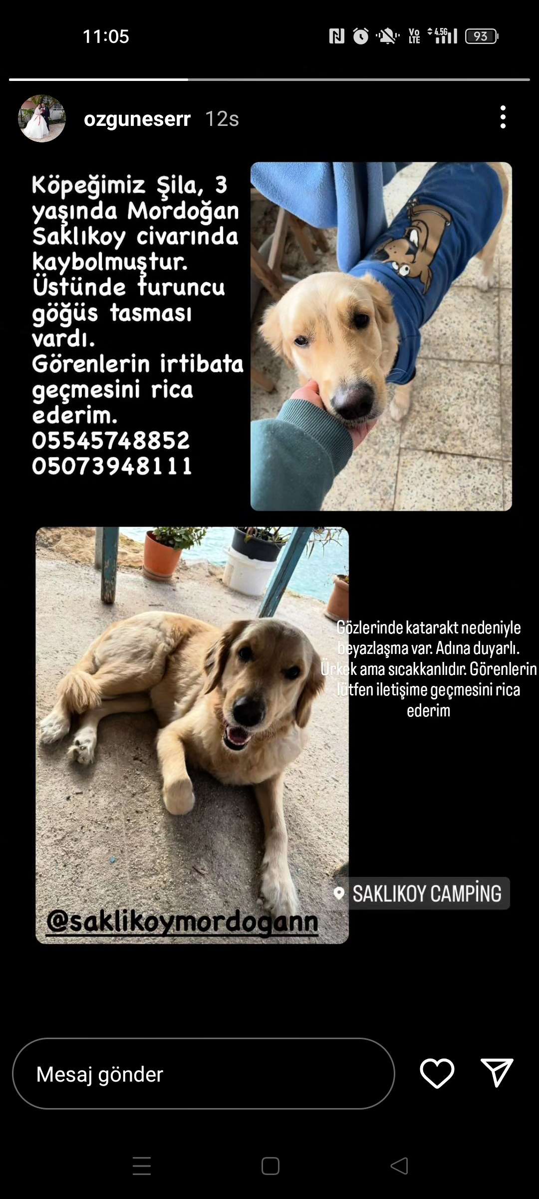 İzmir Mordoğan Sişi golden kayıp köpek Şila
