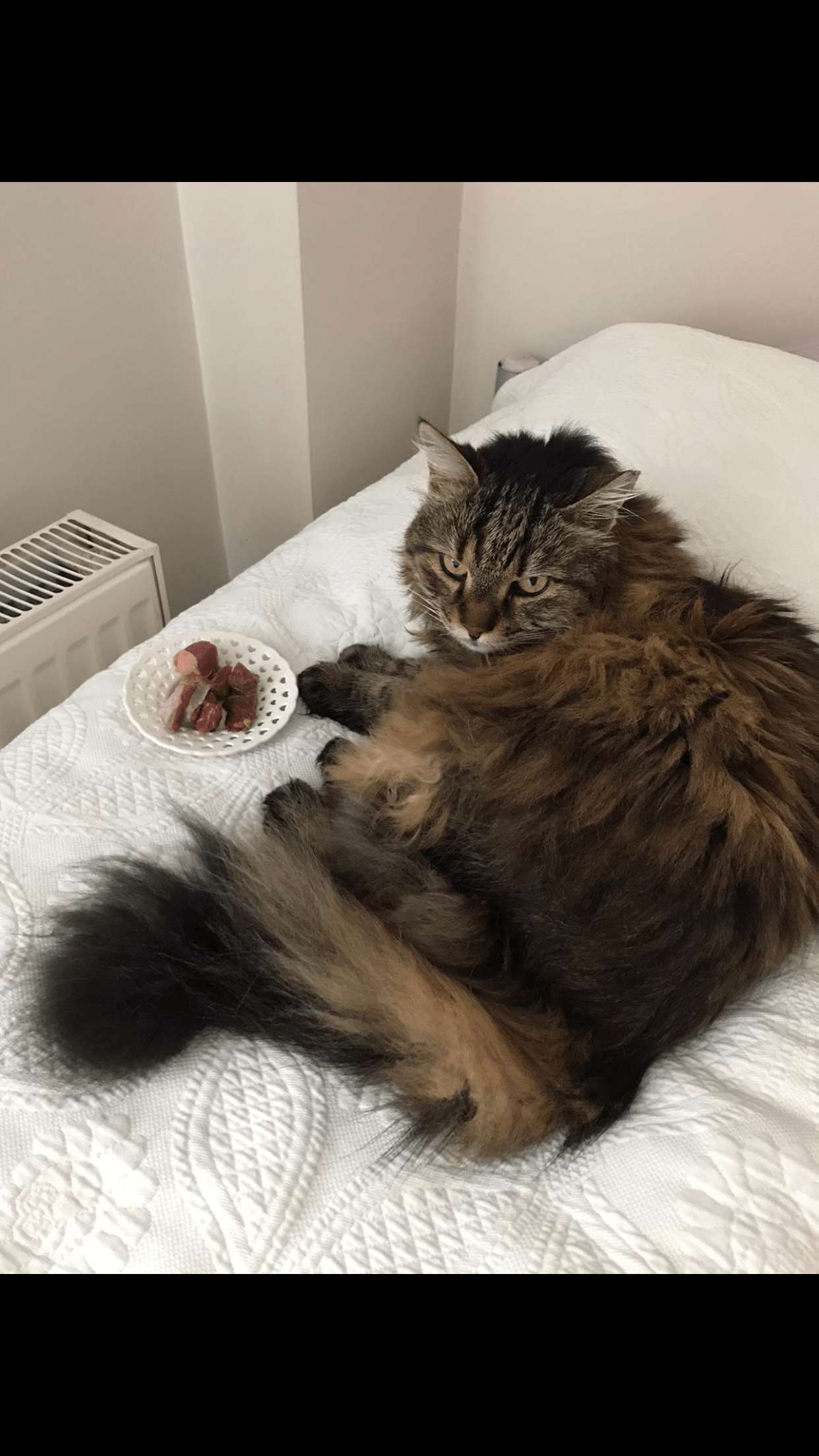 kayip kedi