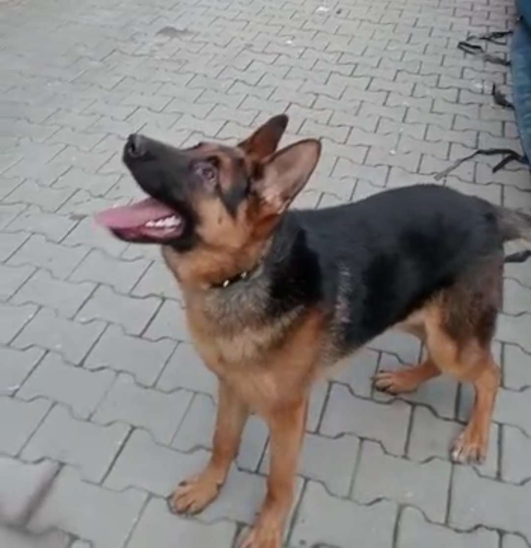  ALMAN KURDU ASİL ÇİPLİ