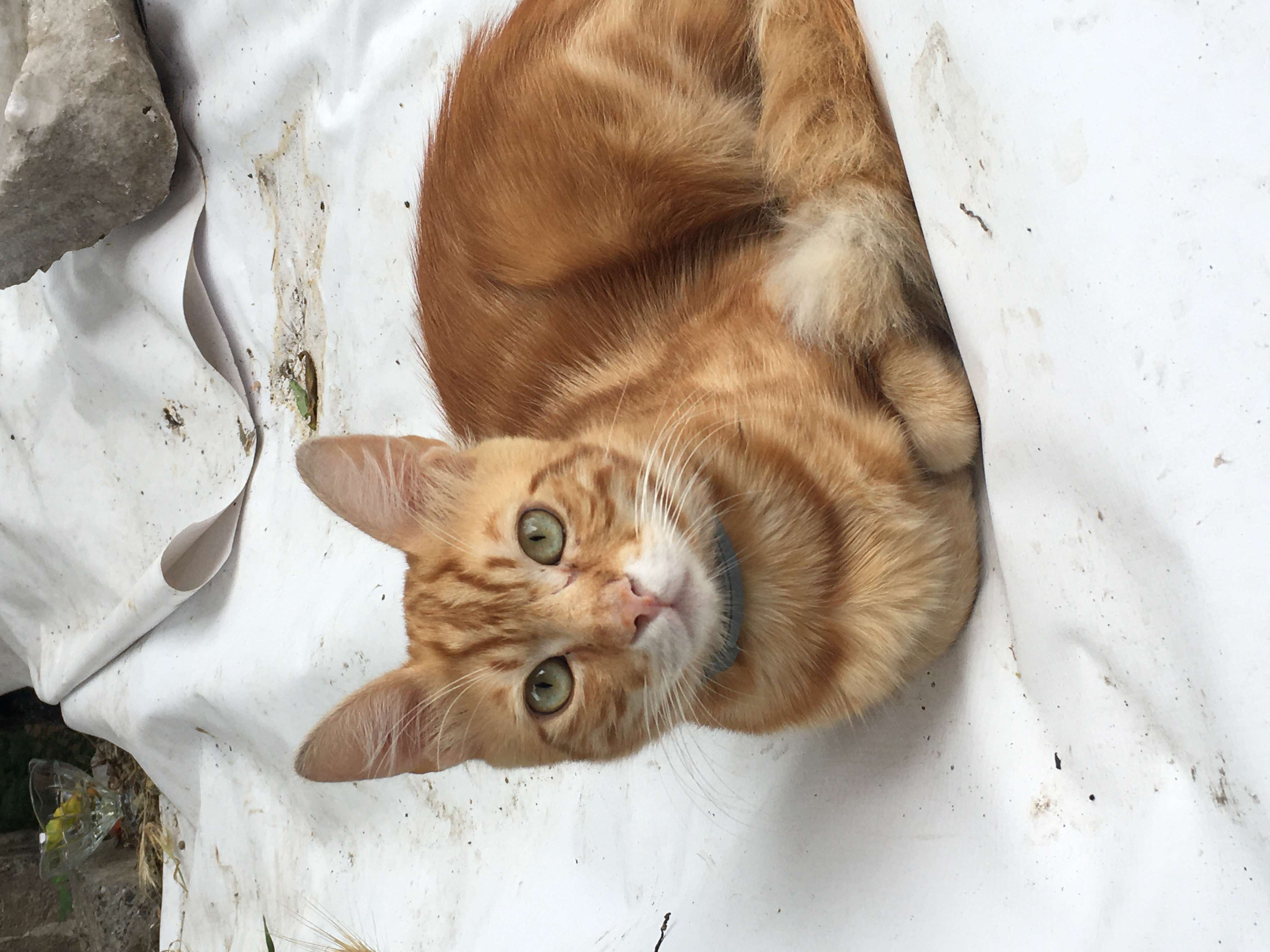 BAYER TASMALI KEDİ İlanı 6420 Gören Duyan