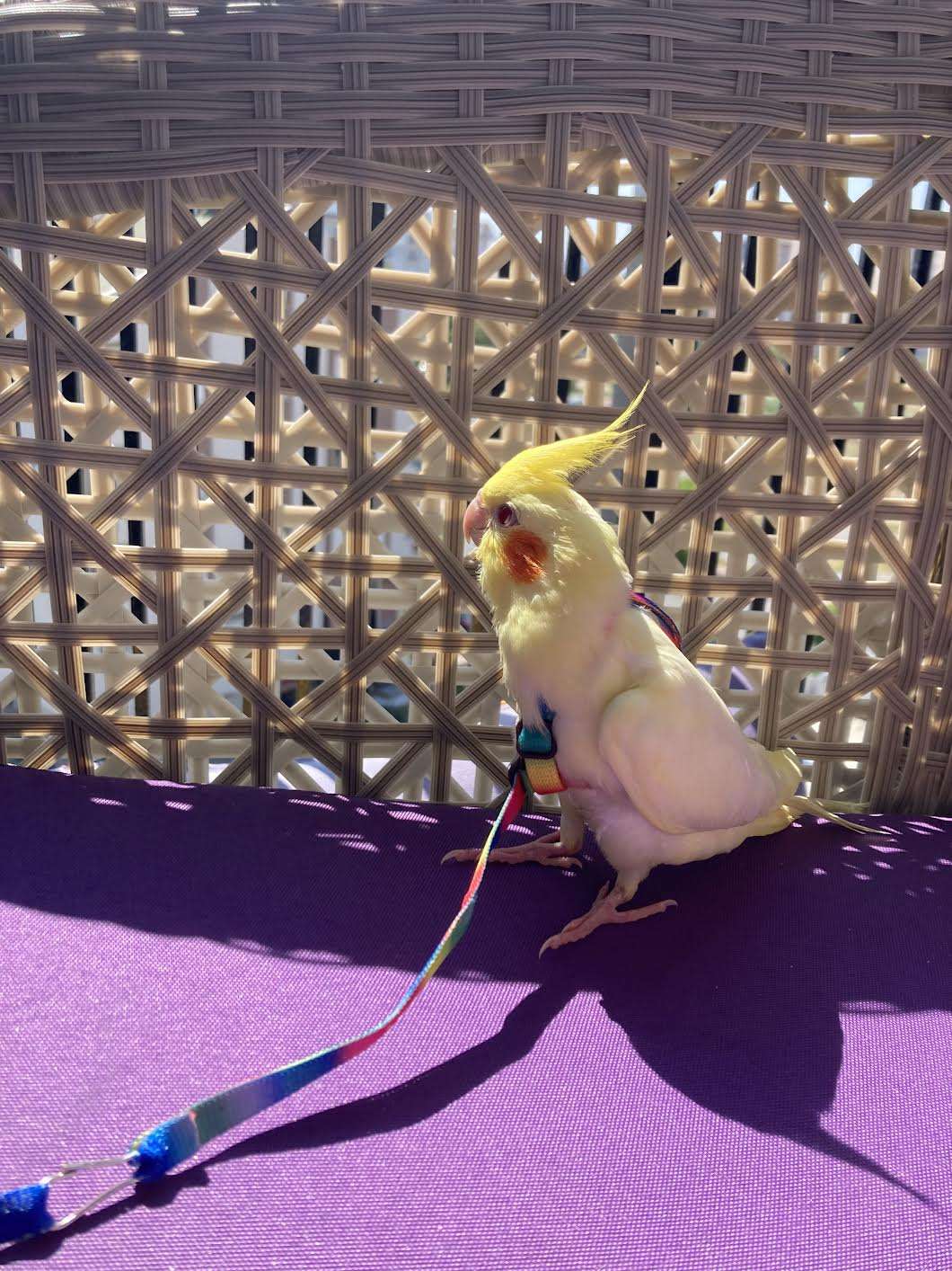 Sarı yavru sultan papağanı renkli tasmalı