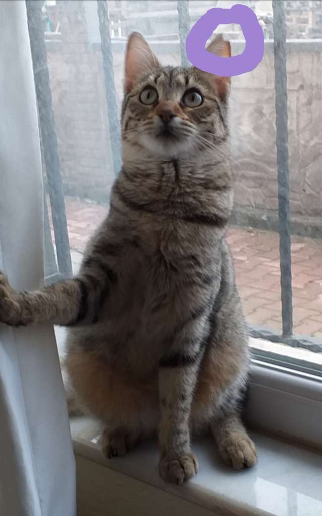 KAYIP KEDİ ÜZÜM 