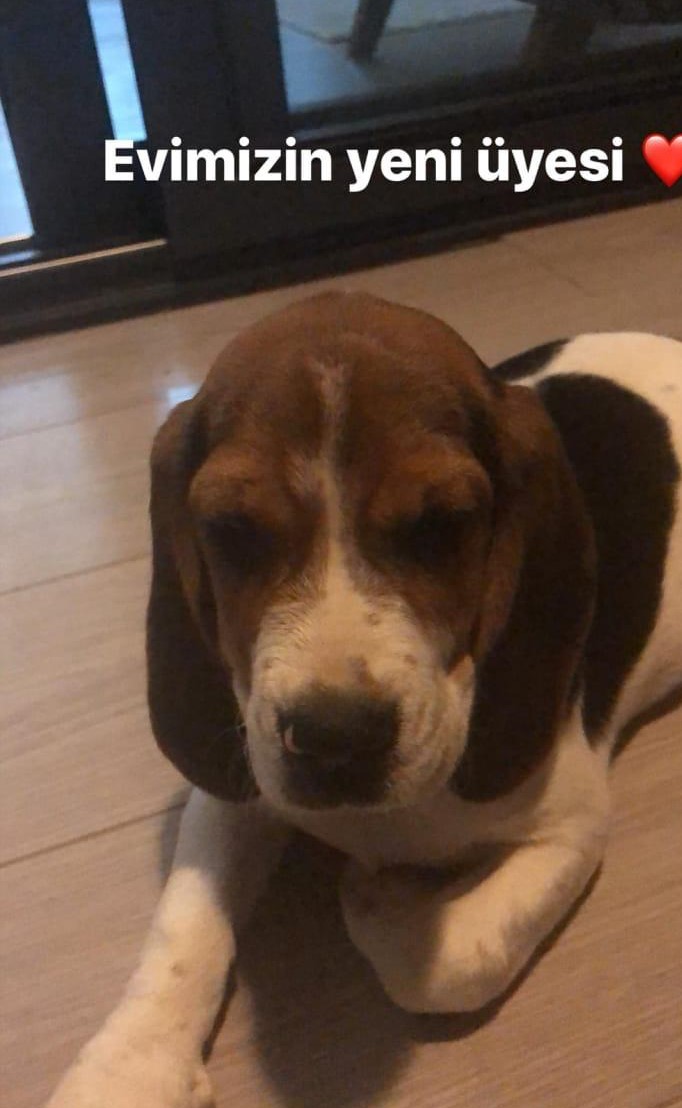 6 aylık dişi beagle köpeğimiz kayıp