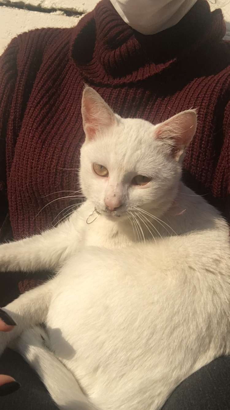 Kayıp Kedi Gören Duyan