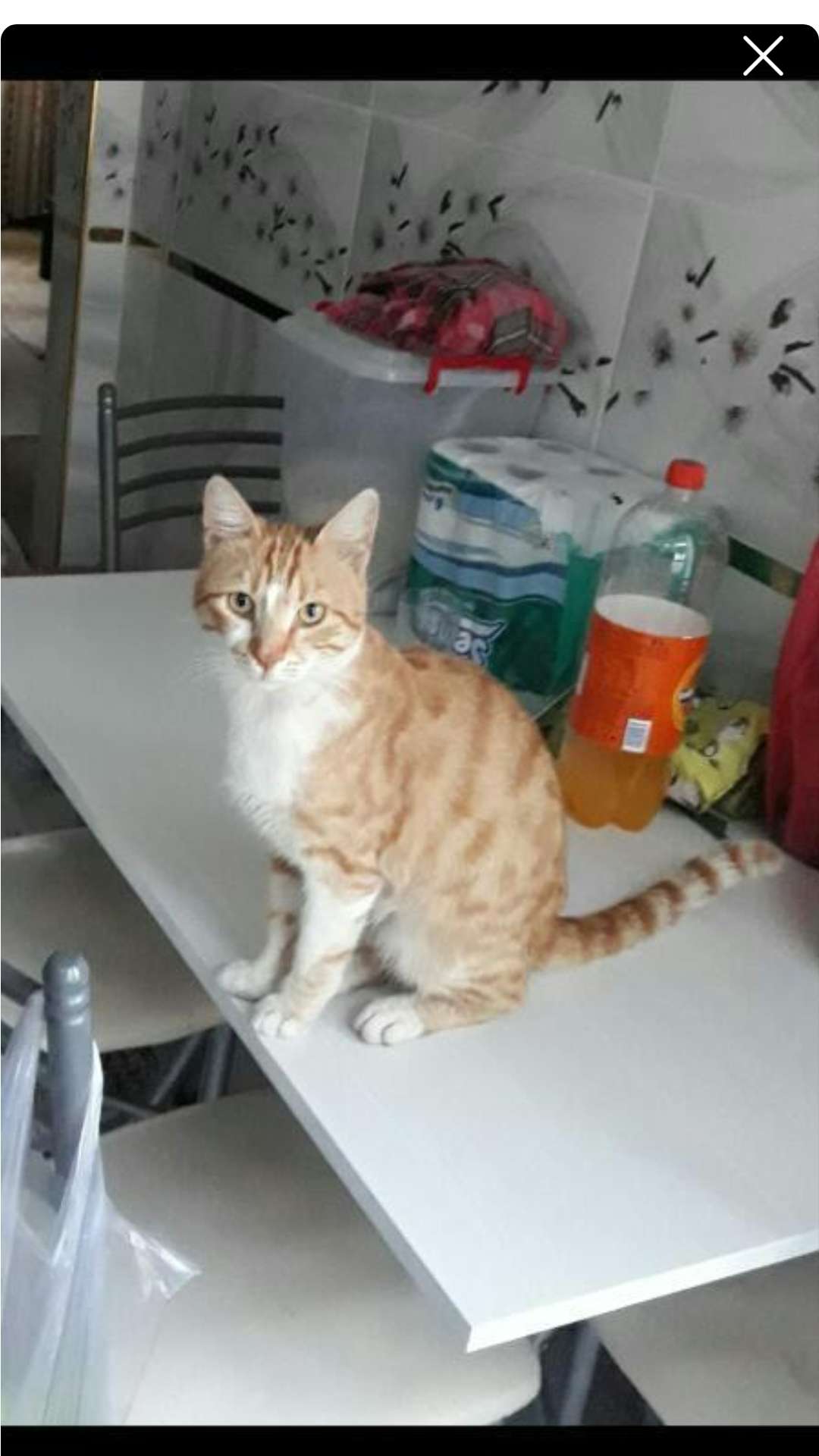 Kayıp Kedi İlanı 4752 Gören Duyan