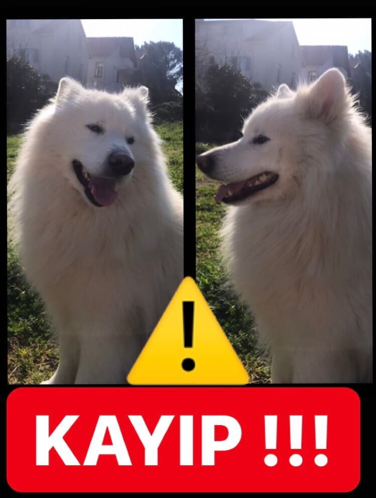 Oscar Kayıp