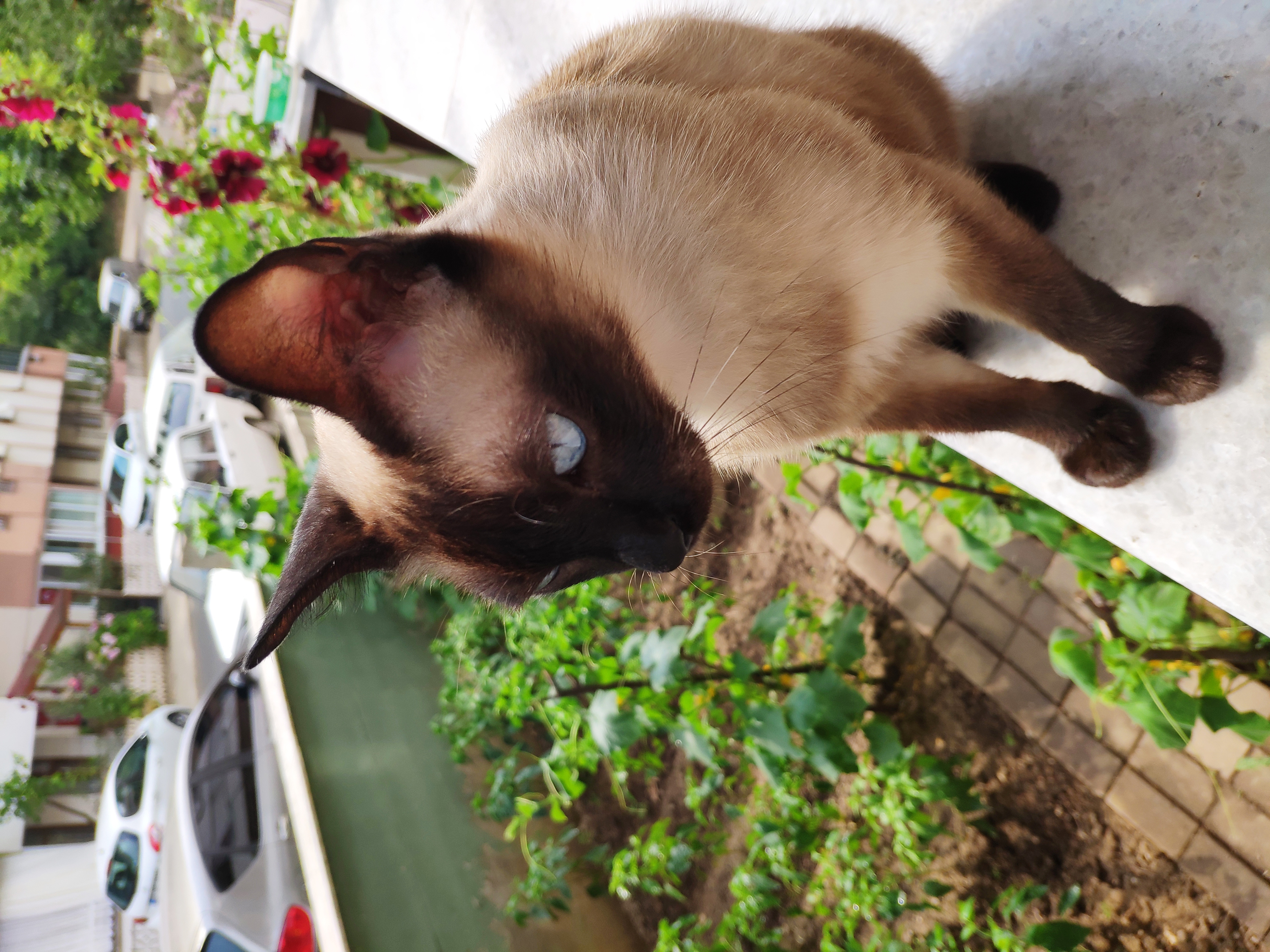 Bursa Alaşar mezarlığı kayıp siyam kedisi