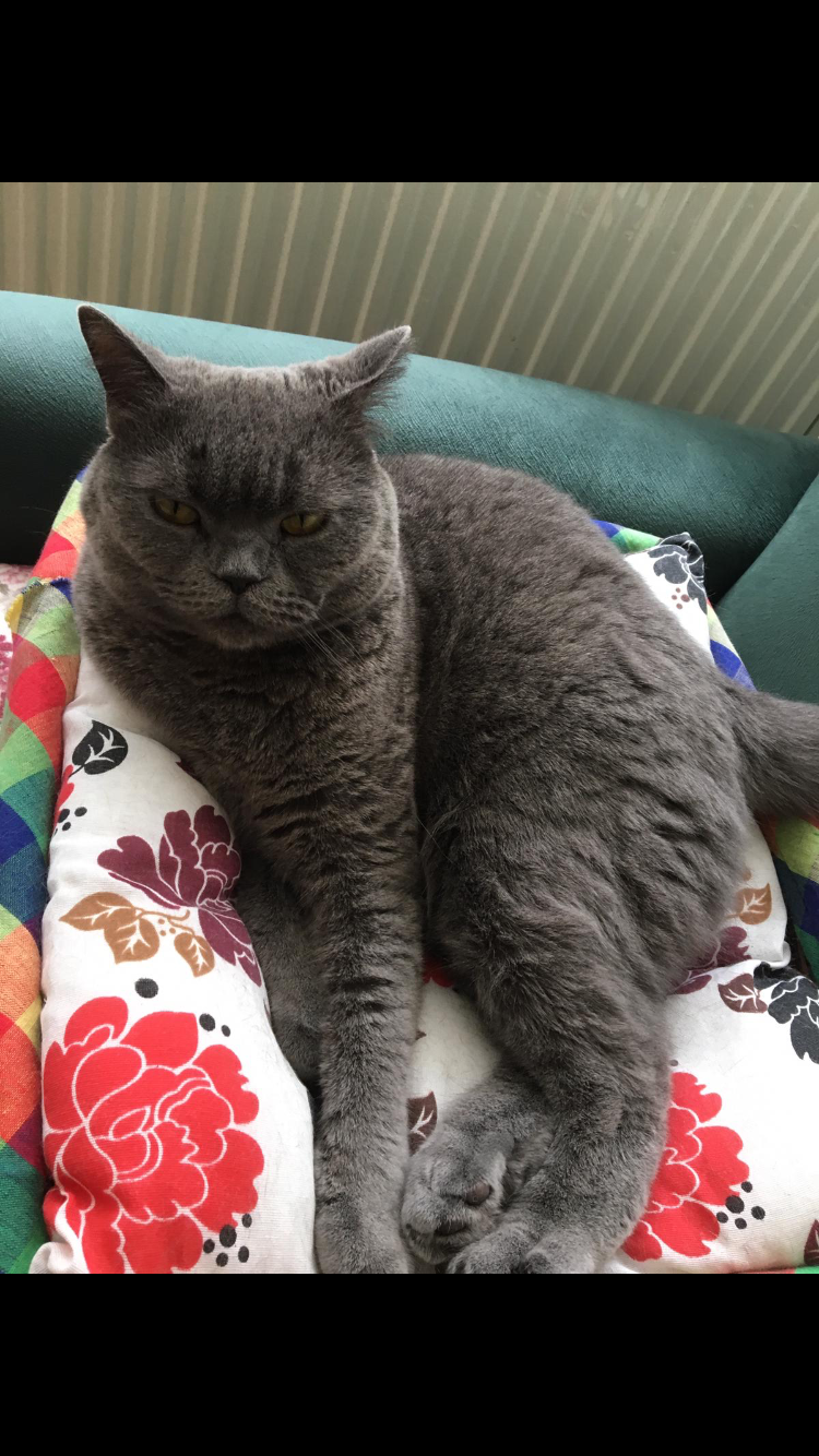 Kayıp kedi İlanı 650 Gören Duyan