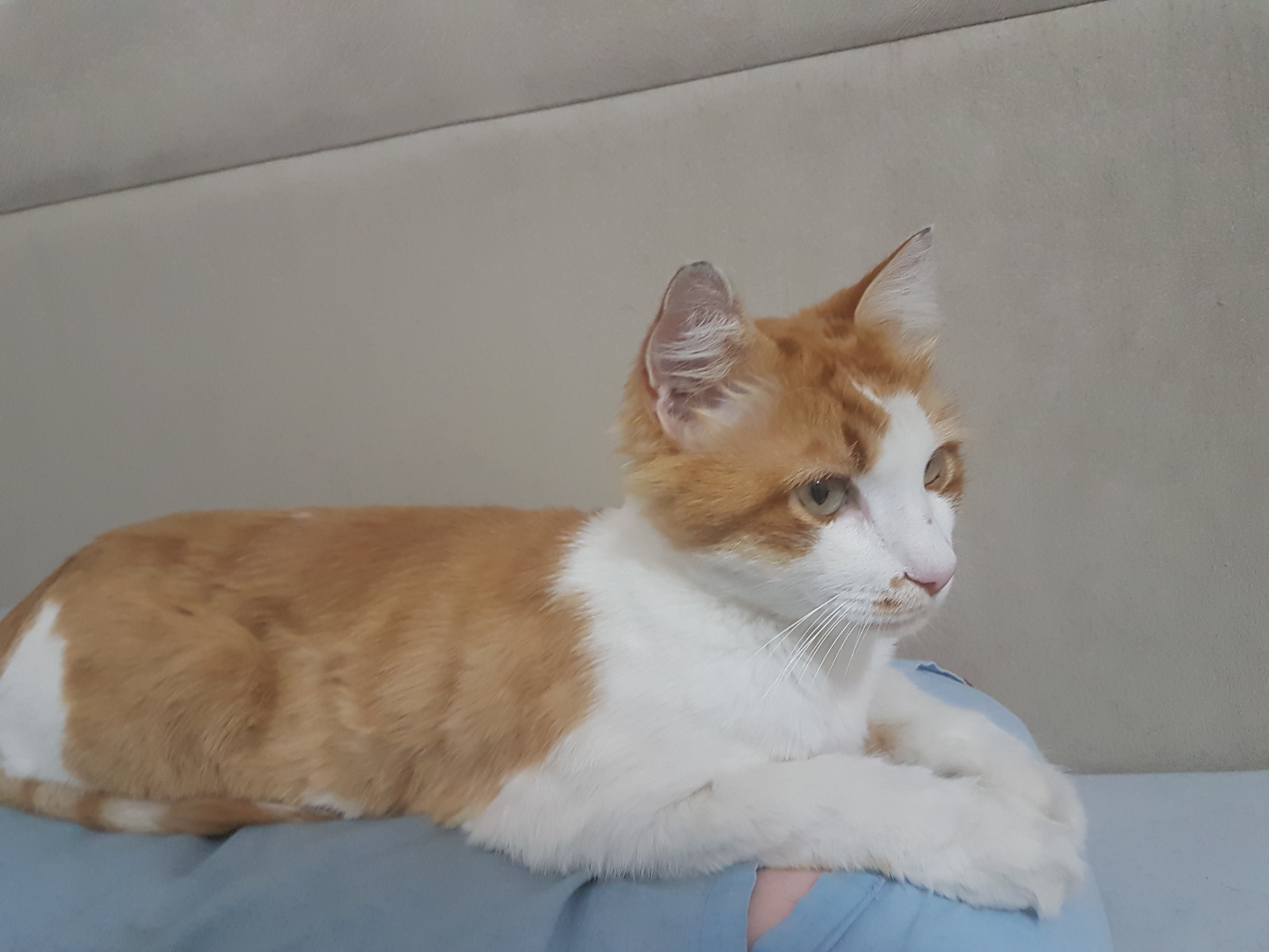 Kedi buldum sahibini arıyorum İlanı 852 Gören Duyan