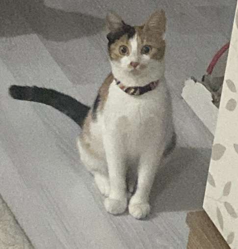 KEDİM FISTIK KAYIP 